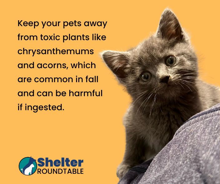 fall pet tips fall pet tips