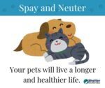 spay and neuter