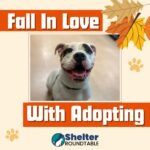 fall in love with adopting