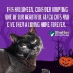 halloween adopt black cat