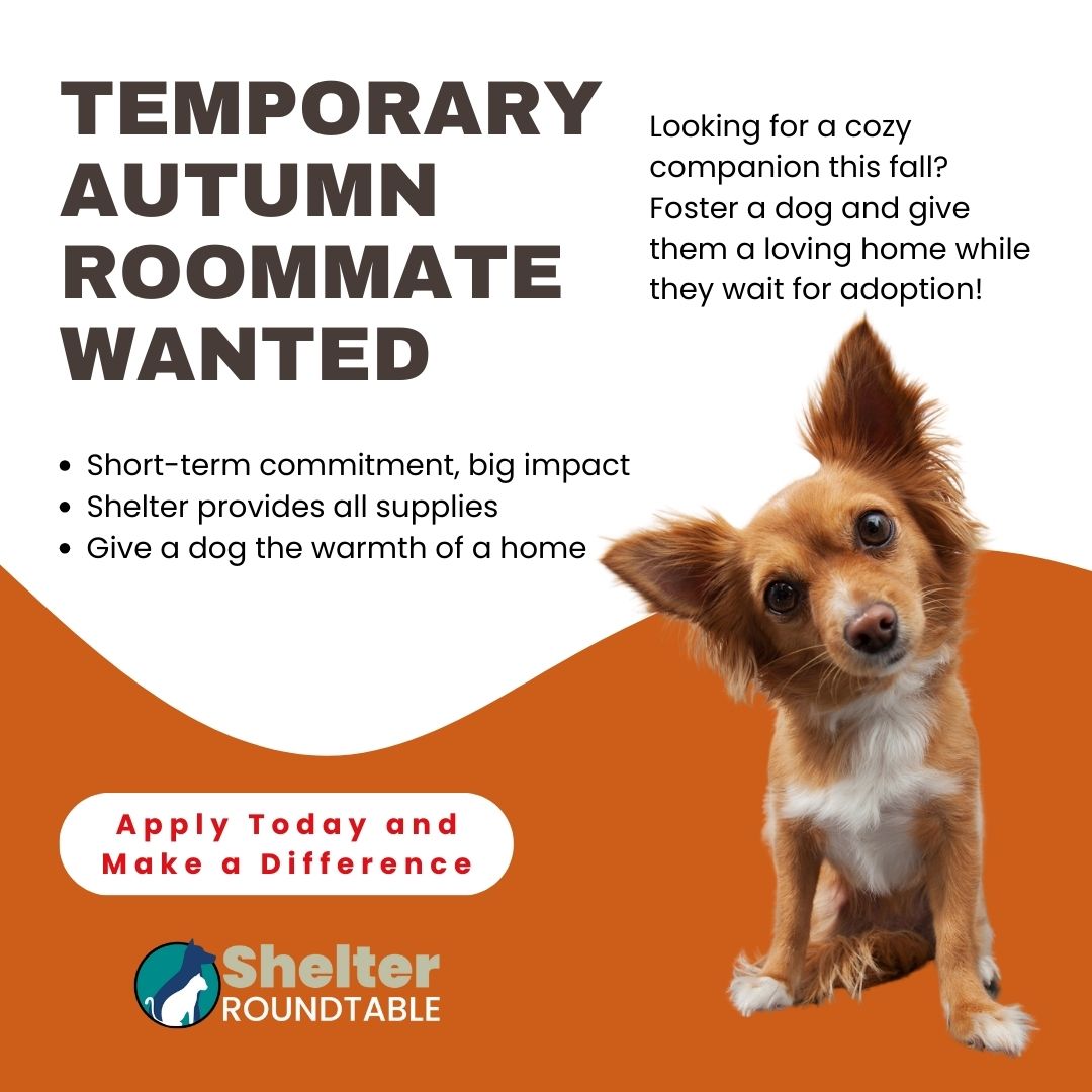 temporary autumn roommate wanted temporary autumn roommate wanted