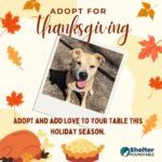 adopt for thanksgiving