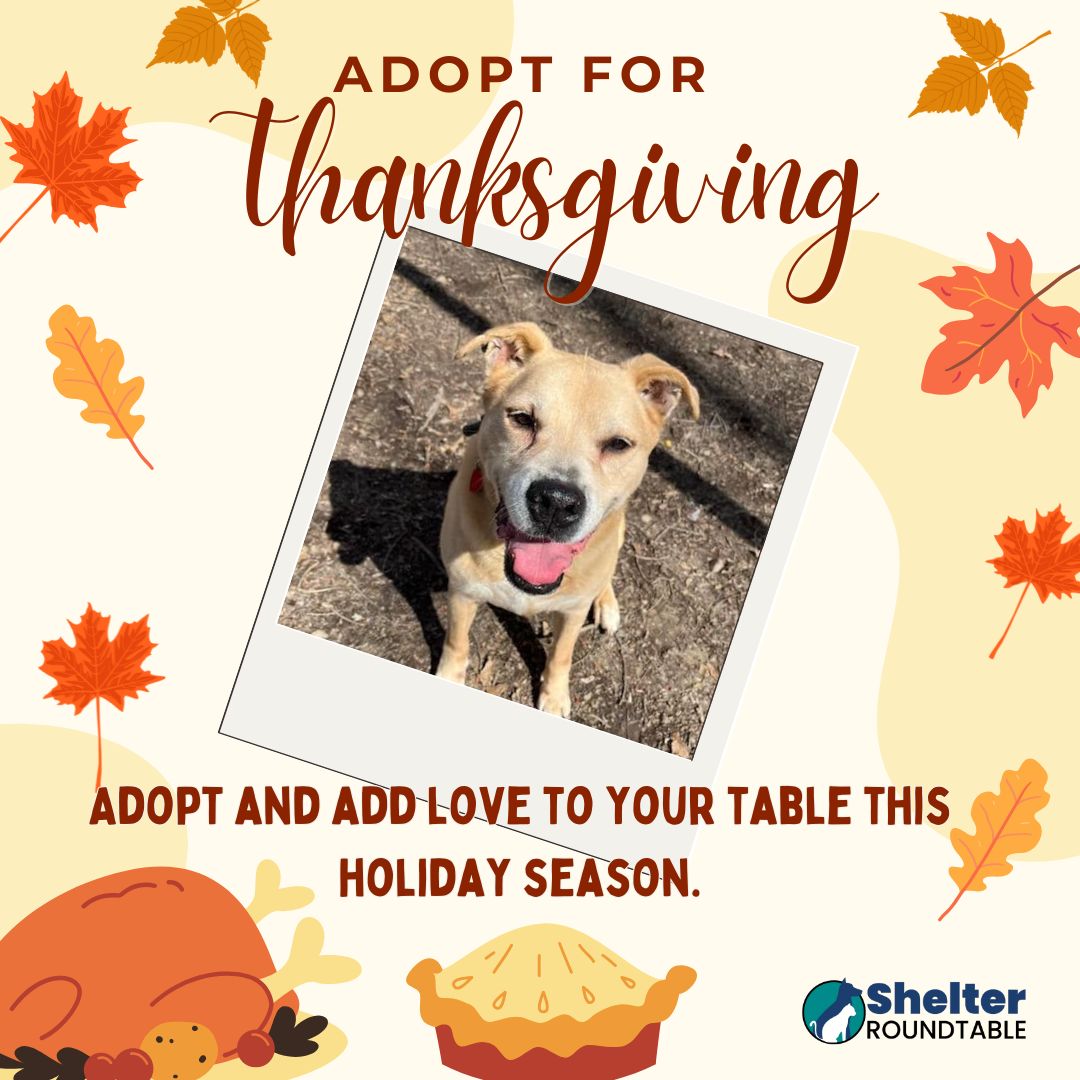 adopt for thanksgiving adopt for thanksgiving