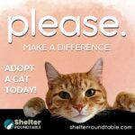 please (cat adoption social media)