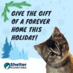 give the gift of a forever home this holiday