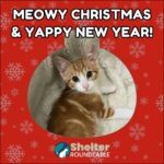 meowy christmas & yappy new year!