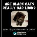 are black cats really bad luck