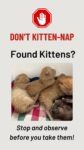 don’t kitten nap video