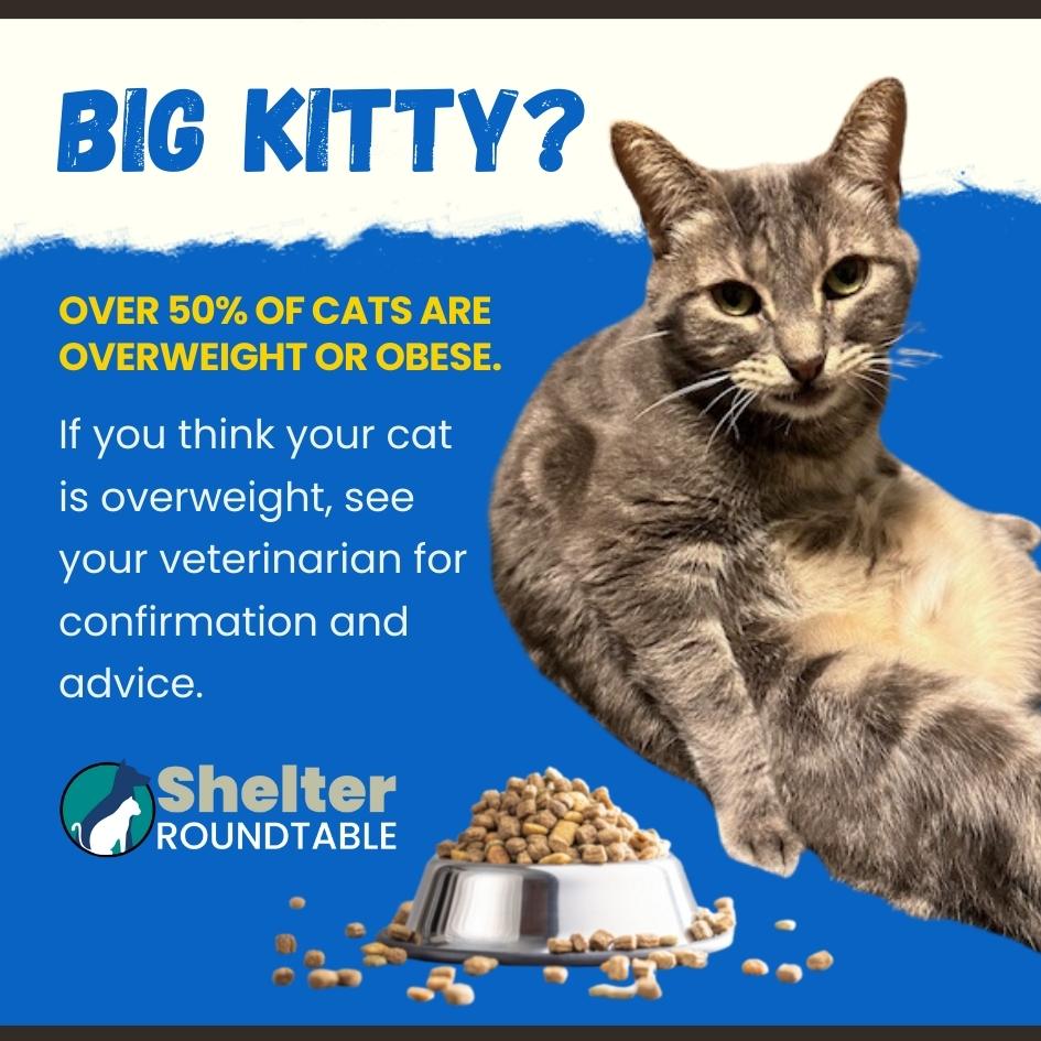 Fat Cat? Shelter Roundtable