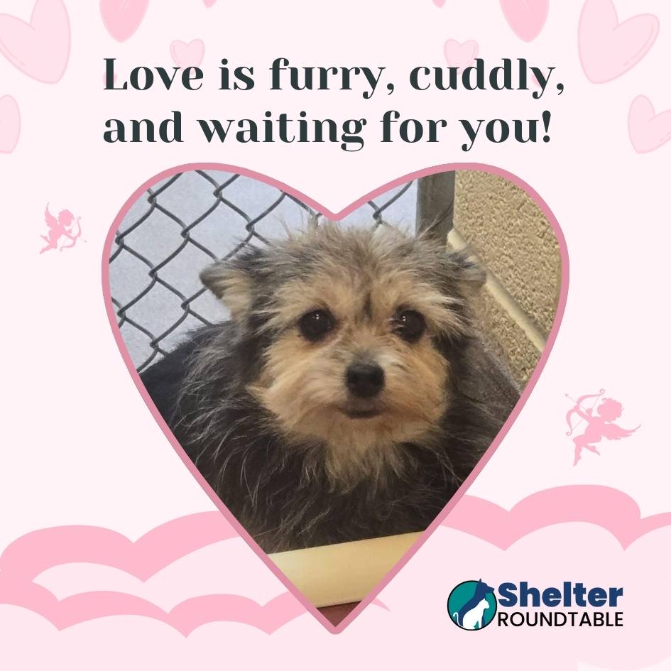 love is furry love is furry