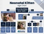 neonatal kitten age chart flyer