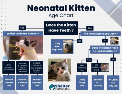 neonatal kitten age chart flyer neonatal kitten age chart flyer