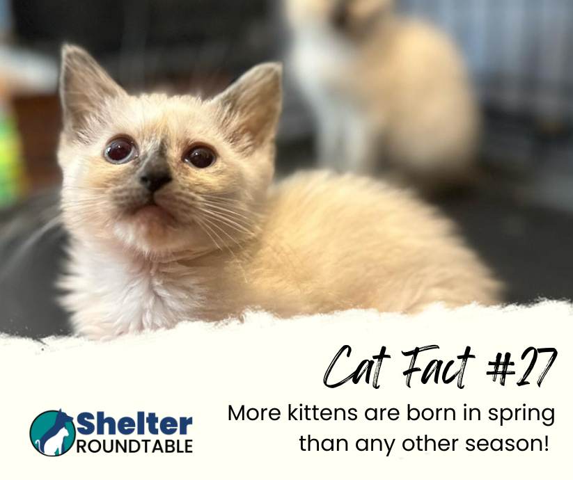 cat fact 27 cat fact 27