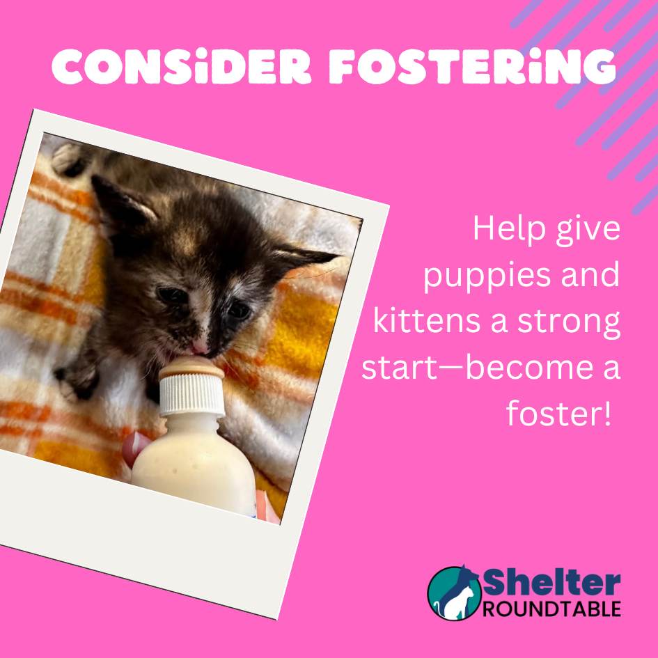 consider fostering consider fostering