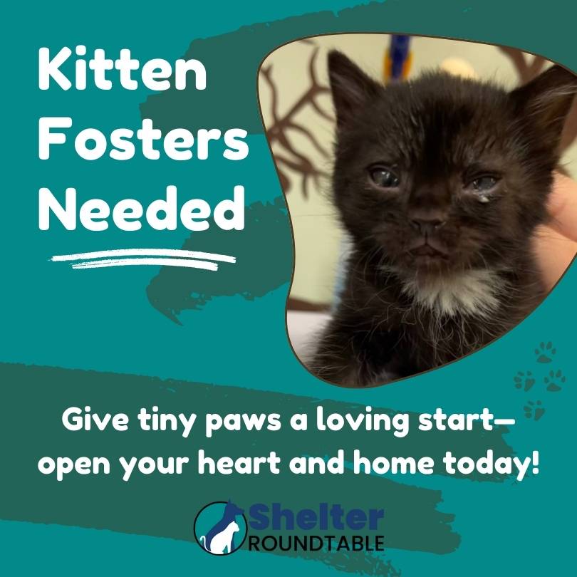 kitten fosters needed kitten fosters needed