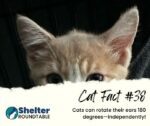 cat fact 38