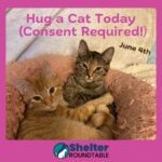 hug a cat today