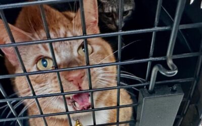 What to Say When People Ask Hard Questions at the Shelter