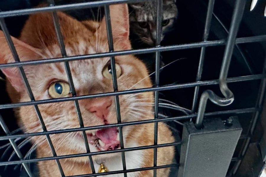 cat cage