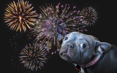 6 Tips for Keeping Pets Calm During Fireworks