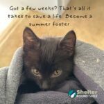 foster a pet this summer