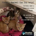 foster needed can you help