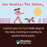hot weather pet safety