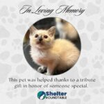 in loving memory