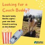 looking for a couch buddy