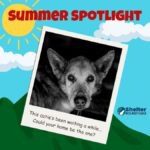summer spotlight adopt me!