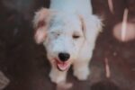 white dog