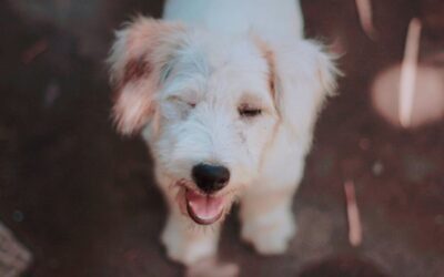 New Course Alert: “Winning Grants for Animal Shelters”