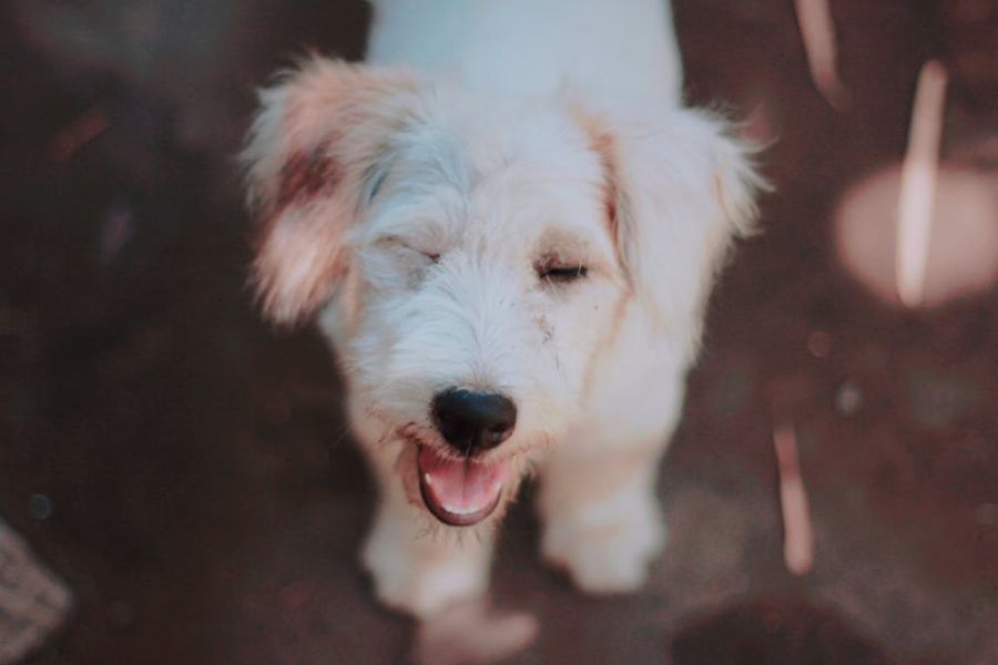 white dog