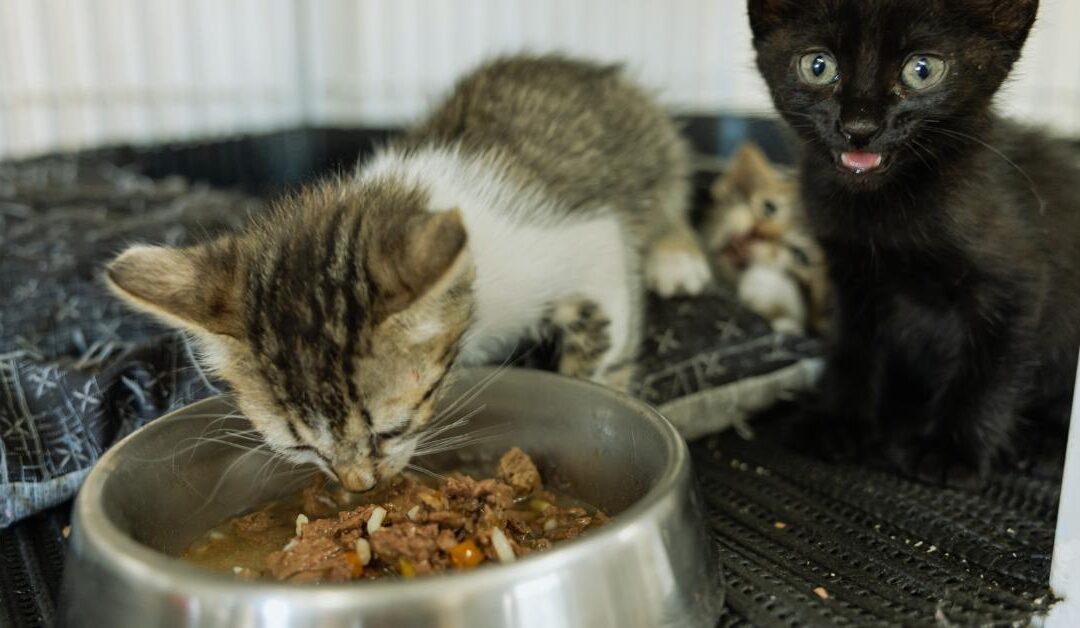 How to Organize a Food Drive That Actually Helps Your Shelter