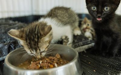 How to Organize a Food Drive That Actually Helps Your Shelter
