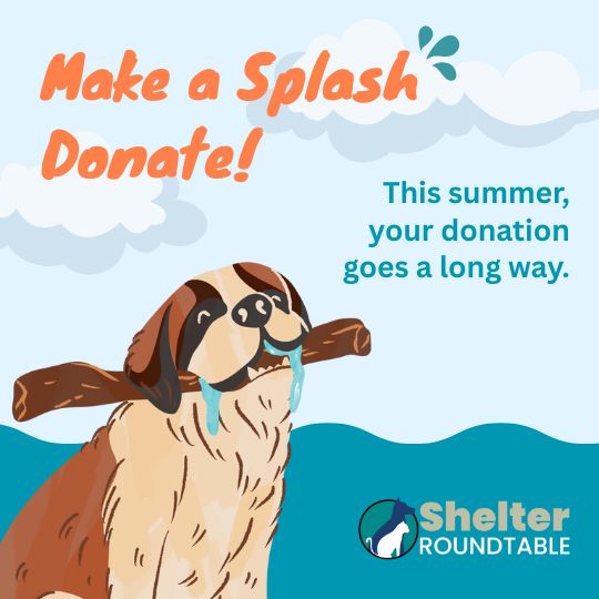 make a splash donate! make a splash donate!