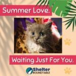 summer love waiting for you