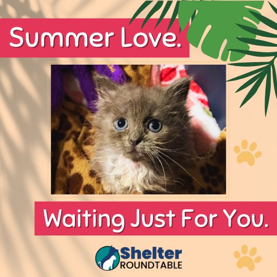 summer love waiting for you summer love waiting for you