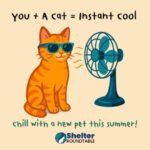 you + a cat = instant cool
