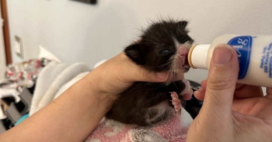 animal shelter foster