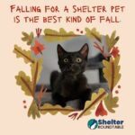 falling for a shelter pet is the best kind of fall