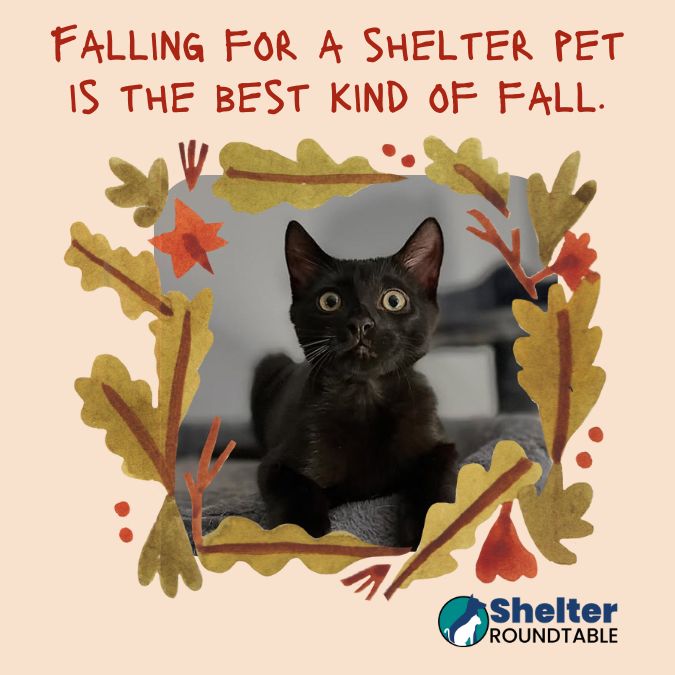 falling for a shelter pet is the best kind of fall falling for a shelter pet is the best kind of fall