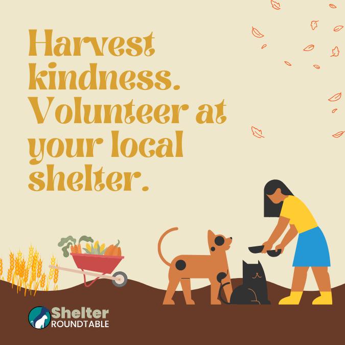 harvest kindness. harvest kindness.