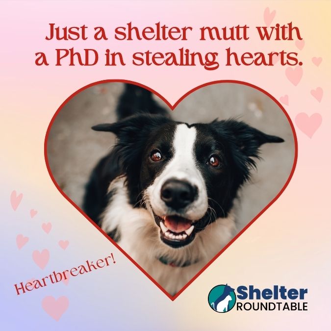just a shelter mutt with a phd in stealing hearts just a shelter mutt with a phd in stealing hearts