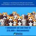 one unspayed pet