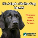 it’s adopt a shelter dog month!