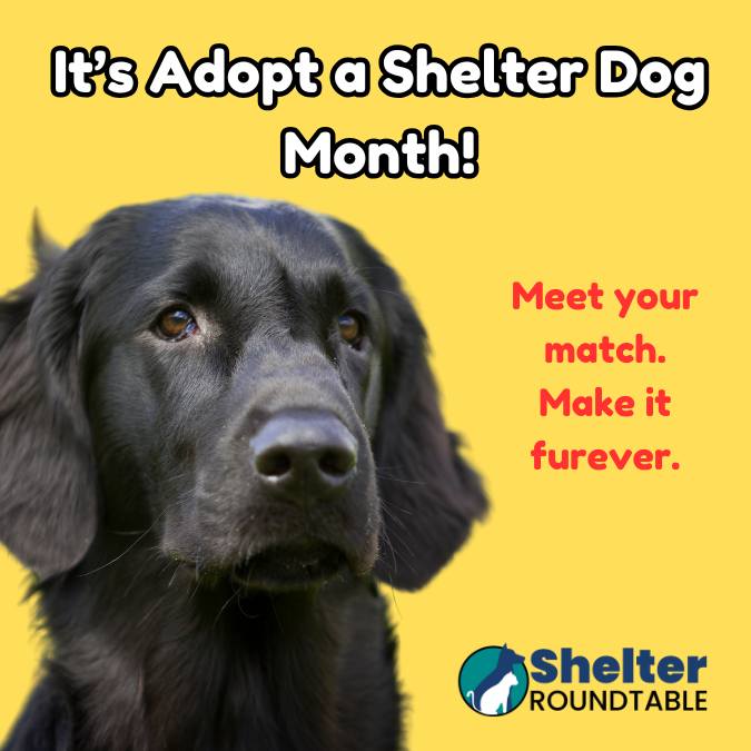 it’s adopt a shelter dog month! it’s adopt a shelter dog month!