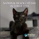 national black cat day