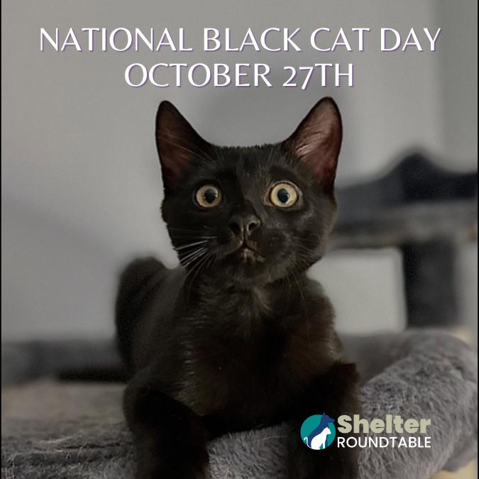 national black cat day national black cat day