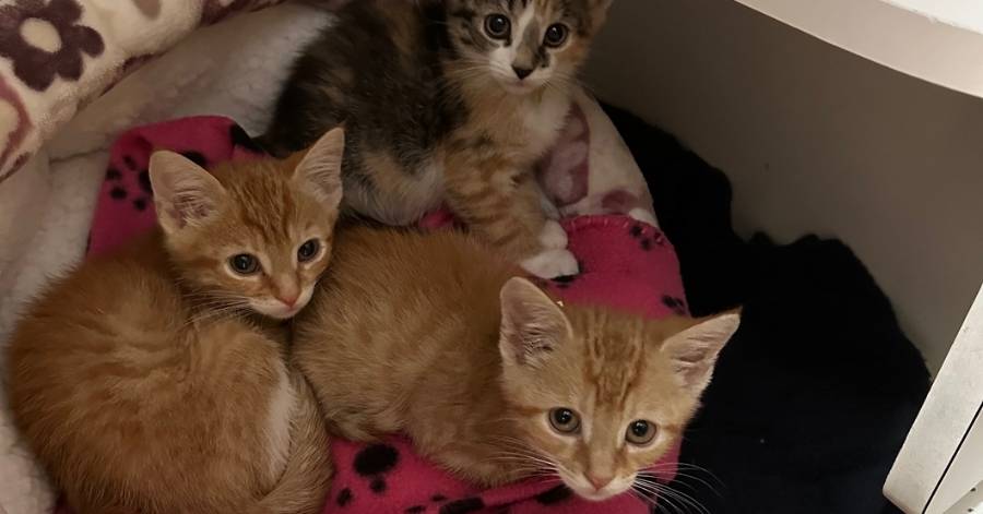 October Pet Safety: What Shelter Managers Should Watch Out For